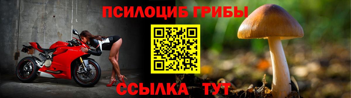 Псилоцибиновые грибы Psilocybe Кинель
